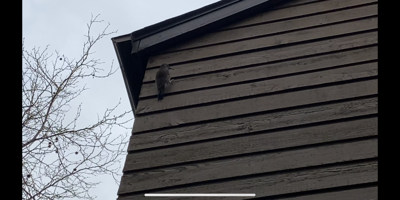 Member Musings: The COVID-19 Lockdown