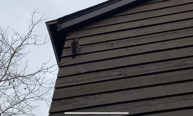Member Musings: The COVID-19 Lockdown